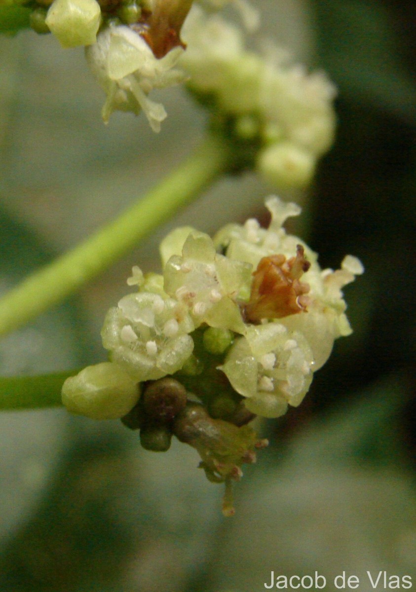 Psychotria nigra var. nigra